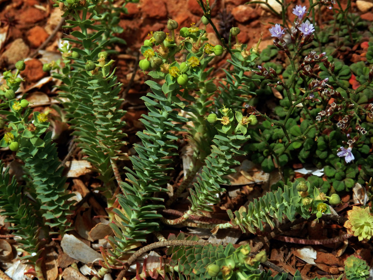 Pryšec (Euphorbia pithyusa L.)