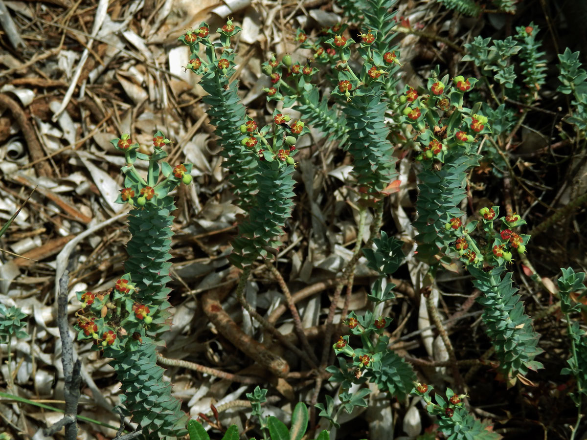 Pryšec (Euphorbia pithyusa L.)