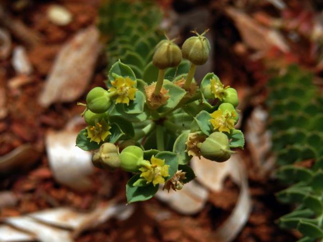 Pryšec (Euphorbia pithyusa L.)