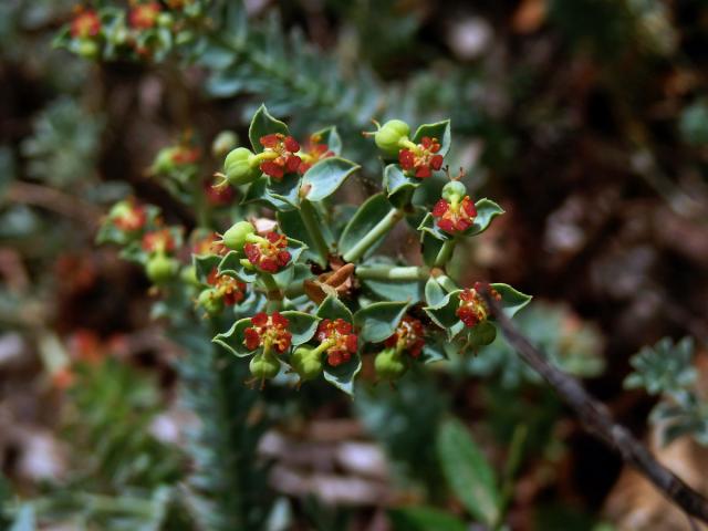 Pryšec (Euphorbia pithyusa L.)