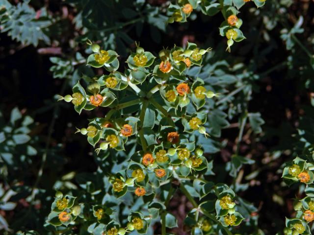 Pryšec (Euphorbia pithyusa L.)