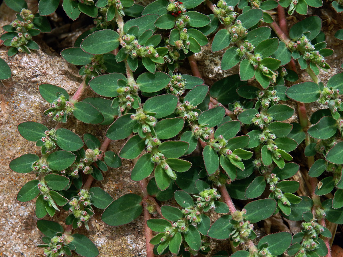 Pryšec rozprostřený (Euphorbia prostrata Aiton)