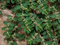 Pryšec rozprostřený (Euphorbia prostrata Aiton)   