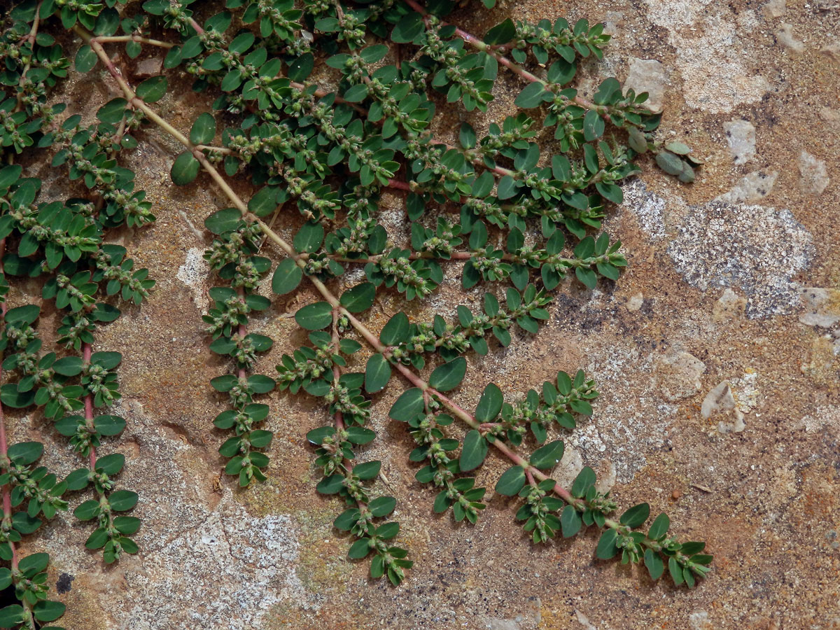 Pryšec rozprostřený (Euphorbia prostrata Aiton)