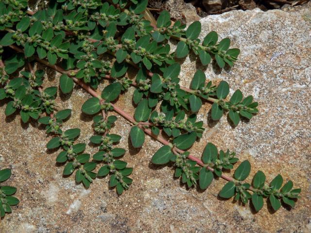 Pryšec rozprostřený (Euphorbia prostrata Aiton)