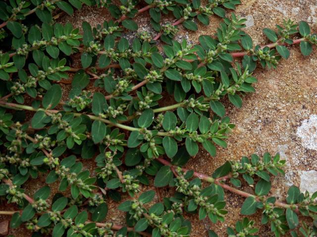 Pryšec rozprostřený (Euphorbia prostrata Aiton)