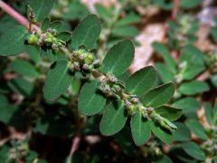 Pryšec rozprostřený (Euphorbia prostrata Aiton)