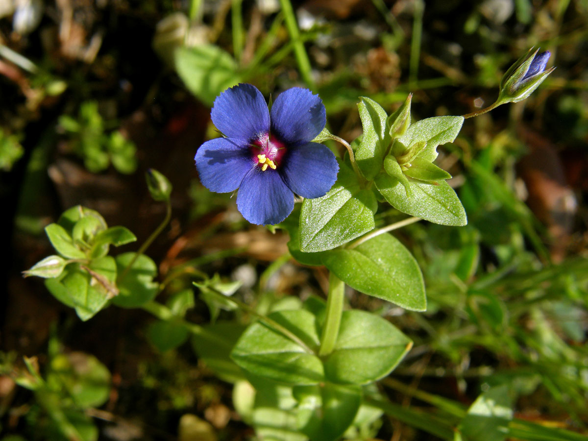 Drchnička modrá (Anagallis foemina Mill.)