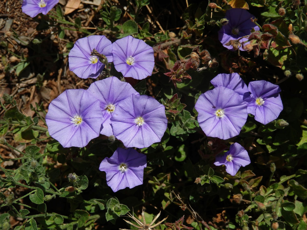 Svlačec (Convolvulus sabatius Viv.)