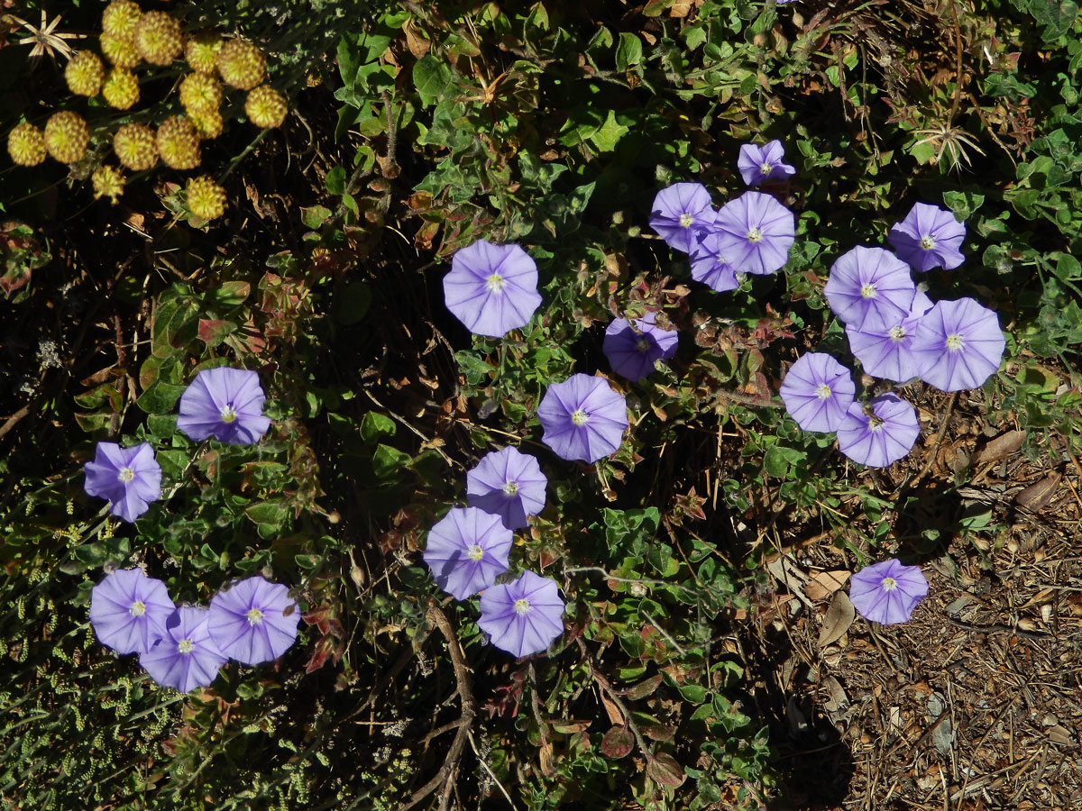 Svlačec (Convolvulus sabatius Viv.)