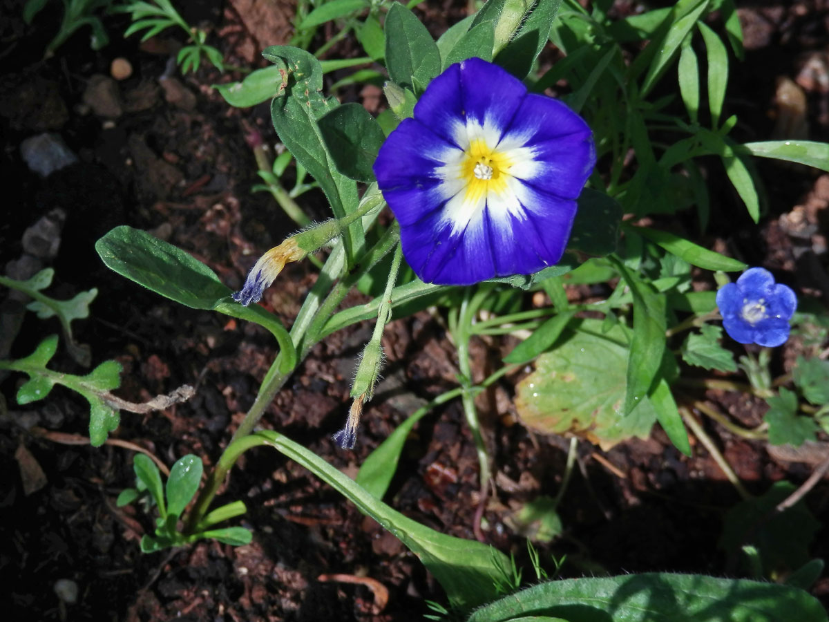 Svlačec trojbarevný (Convolvulus tricolor L.)