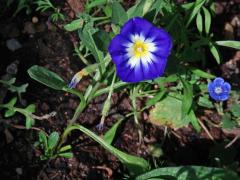 Svlačec trojbarevný (Convolvulus tricolor L.)