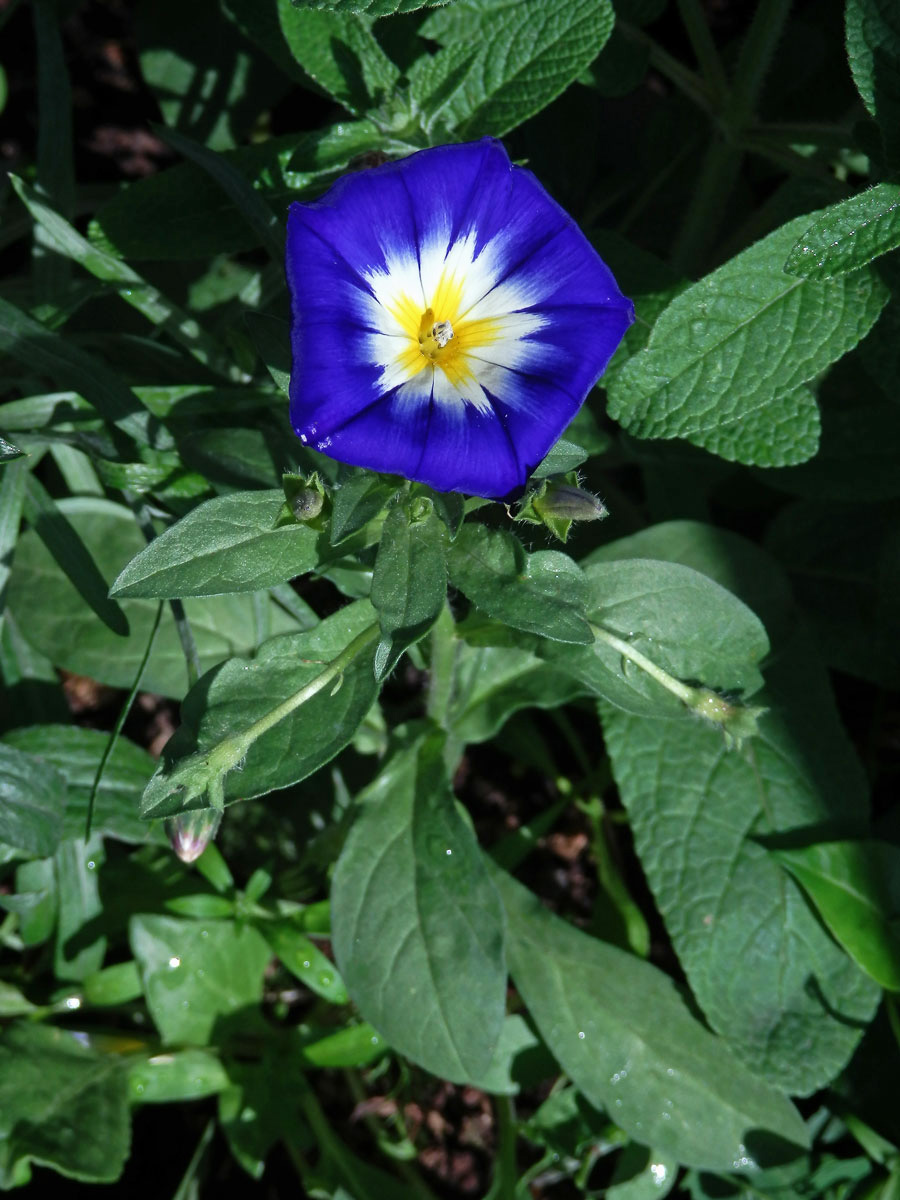 Svlačec trojbarevný (Convolvulus tricolor L.)