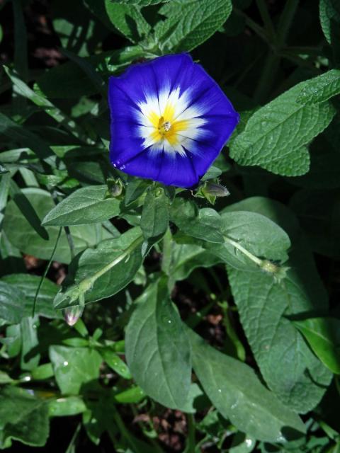 Svlačec trojbarevný (Convolvulus tricolor L.)