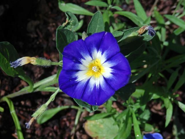 Svlačec trojbarevný (Convolvulus tricolor L.)