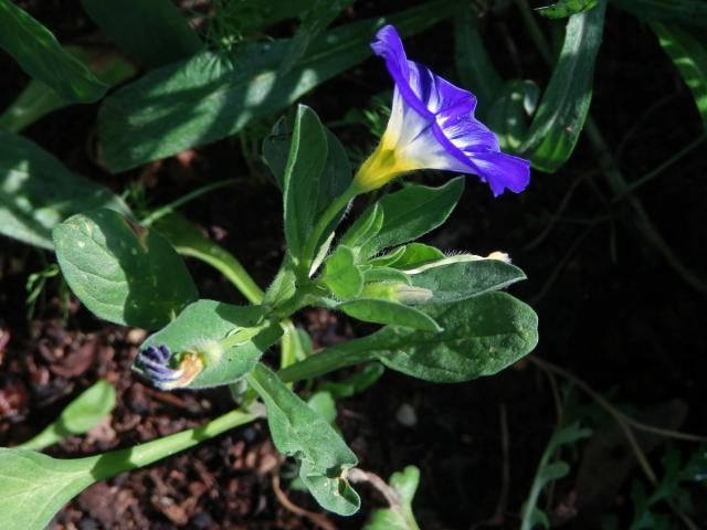 Svlačec trojbarevný (Convolvulus tricolor L.)