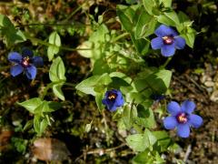 Drchnička modrá (Anagallis foemina Mill.)