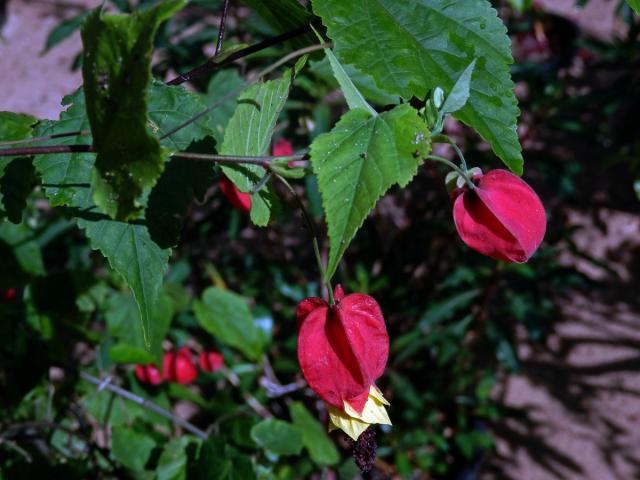 Mračňák poříční (Abutilon magapotamicum (Spreng.) A. St. - Hil. & Naudin)