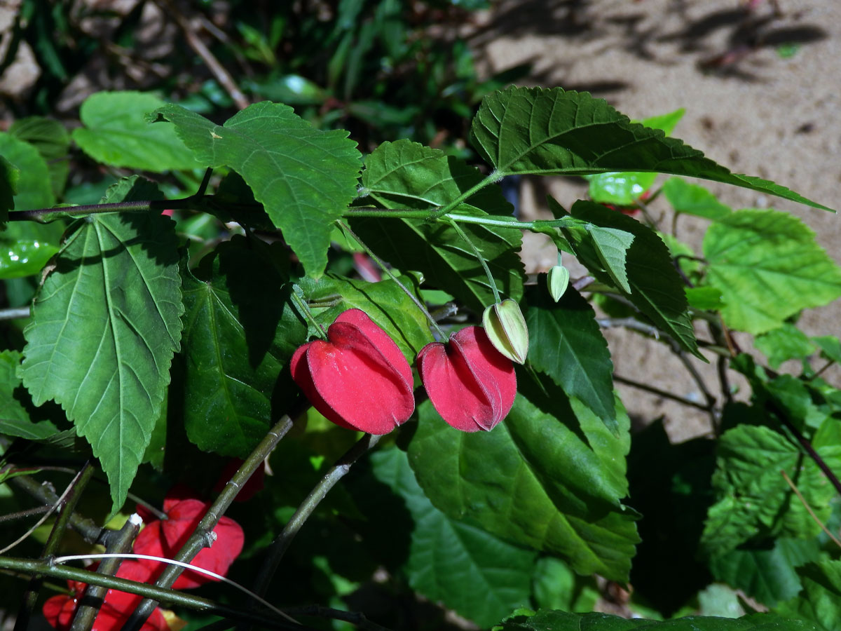 Mračňák poříční (Abutilon magapotamicum (Spreng.) A. St. - Hil. & Naudin)