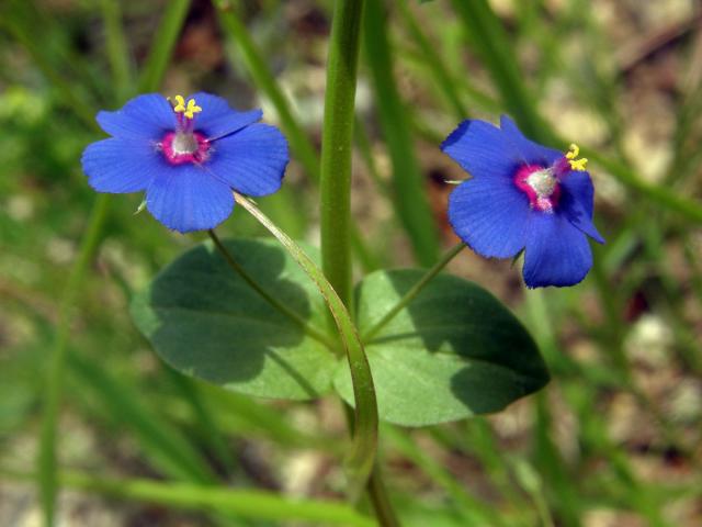 Drchnička modrá (Anagallis foemina Mill.)