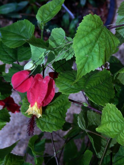 Mračňák poříční (Abutilon magapotamicum (Spreng.) A. St. - Hil. & Naudin)