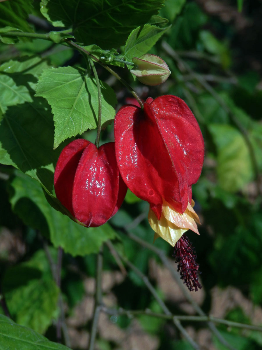 Mračňák poříční (Abutilon magapotamicum (Spreng.) A. St. - Hil. & Naudin)