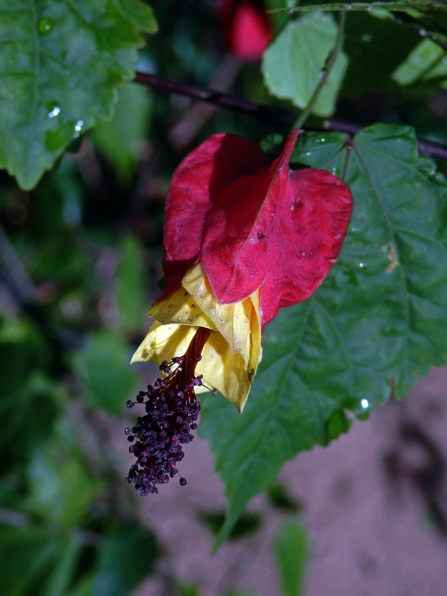 Mračňák poříční (Abutilon magapotamicum (Spreng.) A. St. - Hil. & Naudin)