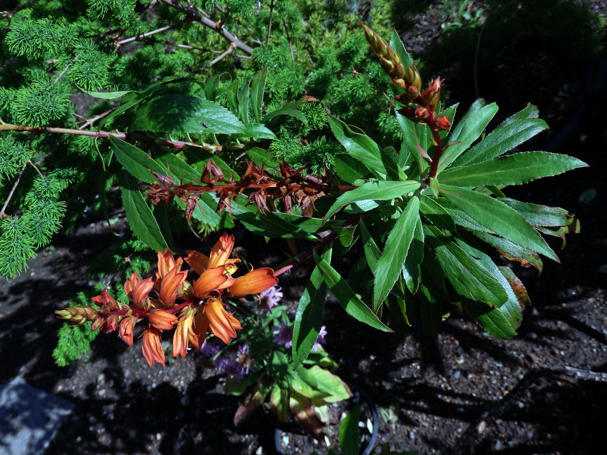 Náprstníkovec kanárský (Isoplexis canariensis (l.) G. Don)