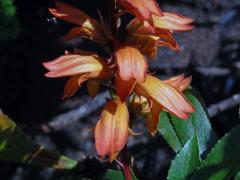 Náprstníkovec kanárský (Isoplexis canariensis (l.) G. Don)