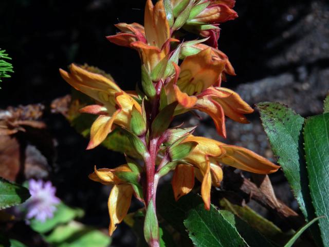 Náprstníkovec kanárský (Isoplexis canariensis (l.) G. Don)