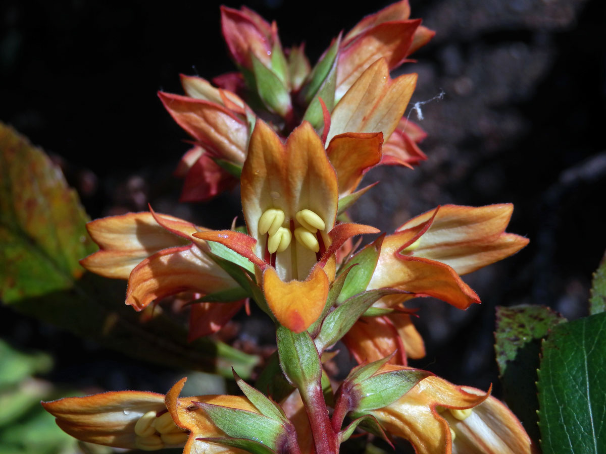 Náprstníkovec kanárský (Isoplexis canariensis (l.) G. Don)