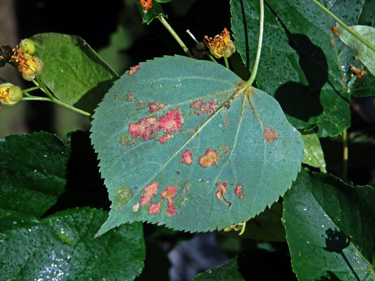 Hálky vlnovníka Eripohyes leiosoma