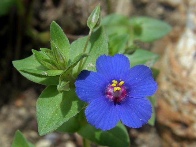 Drchnička modrá (Anagallis foemina Mill.)