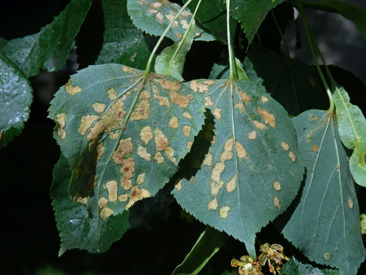 Hálky vlnovníka Eripohyes leiosoma