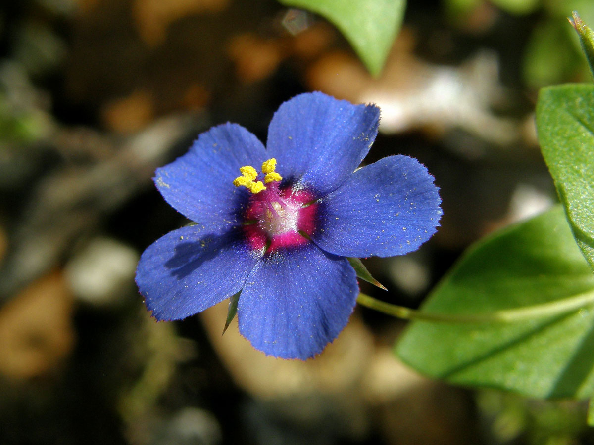 Drchnička modrá (Anagallis foemina Mill.)