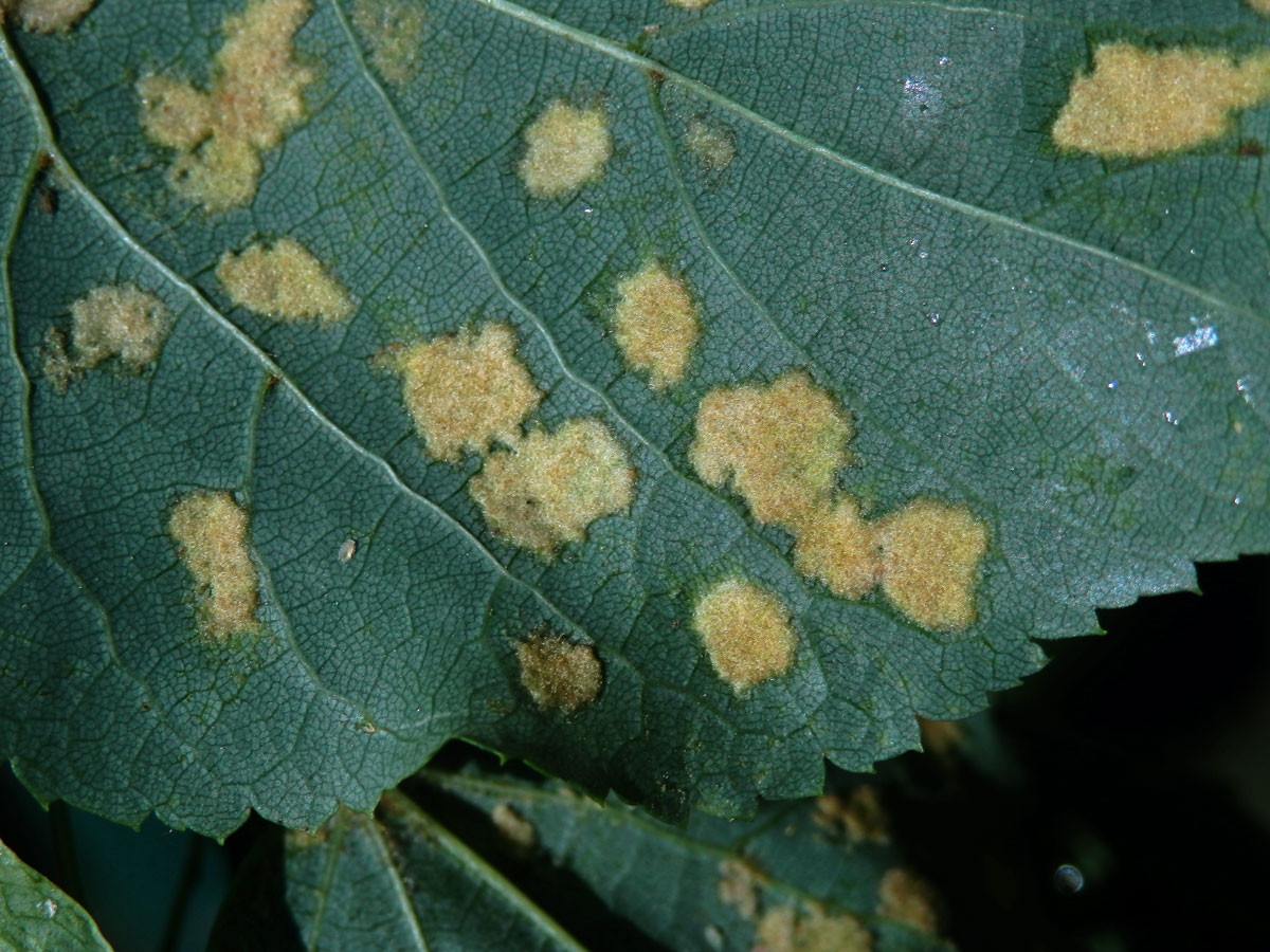 Hálky vlnovníka Eripohyes leiosoma