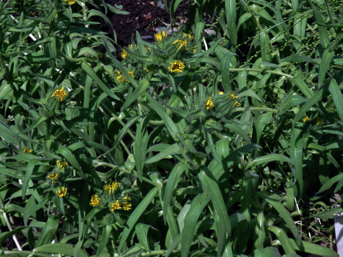 Mádie setá (Madia sativa Molina)