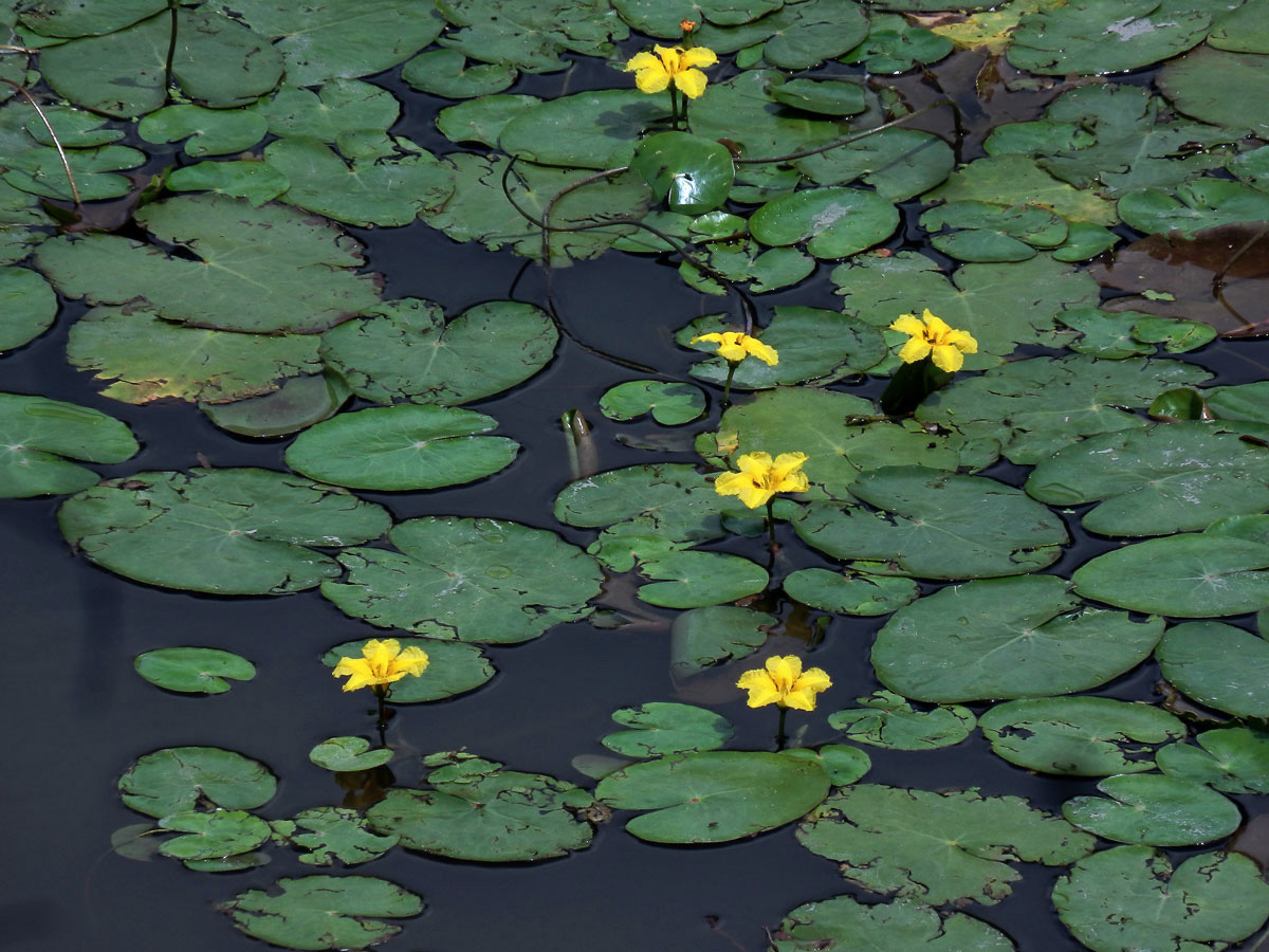 Plavín štítnatý (Nymphoides peltata (S. G. Gmel.) O. Kuntze)