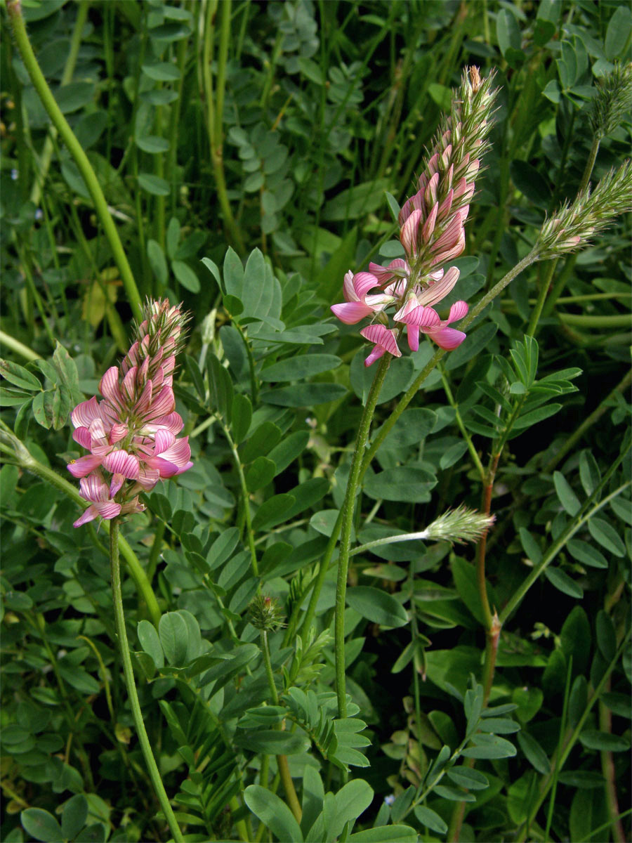 Vičenec ligrus (Onobrychis vicifolia Scop.)