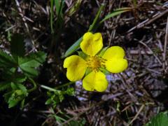 Mochna plazivá (Potentilla reptans L.) s čtyřčetným květem (9)