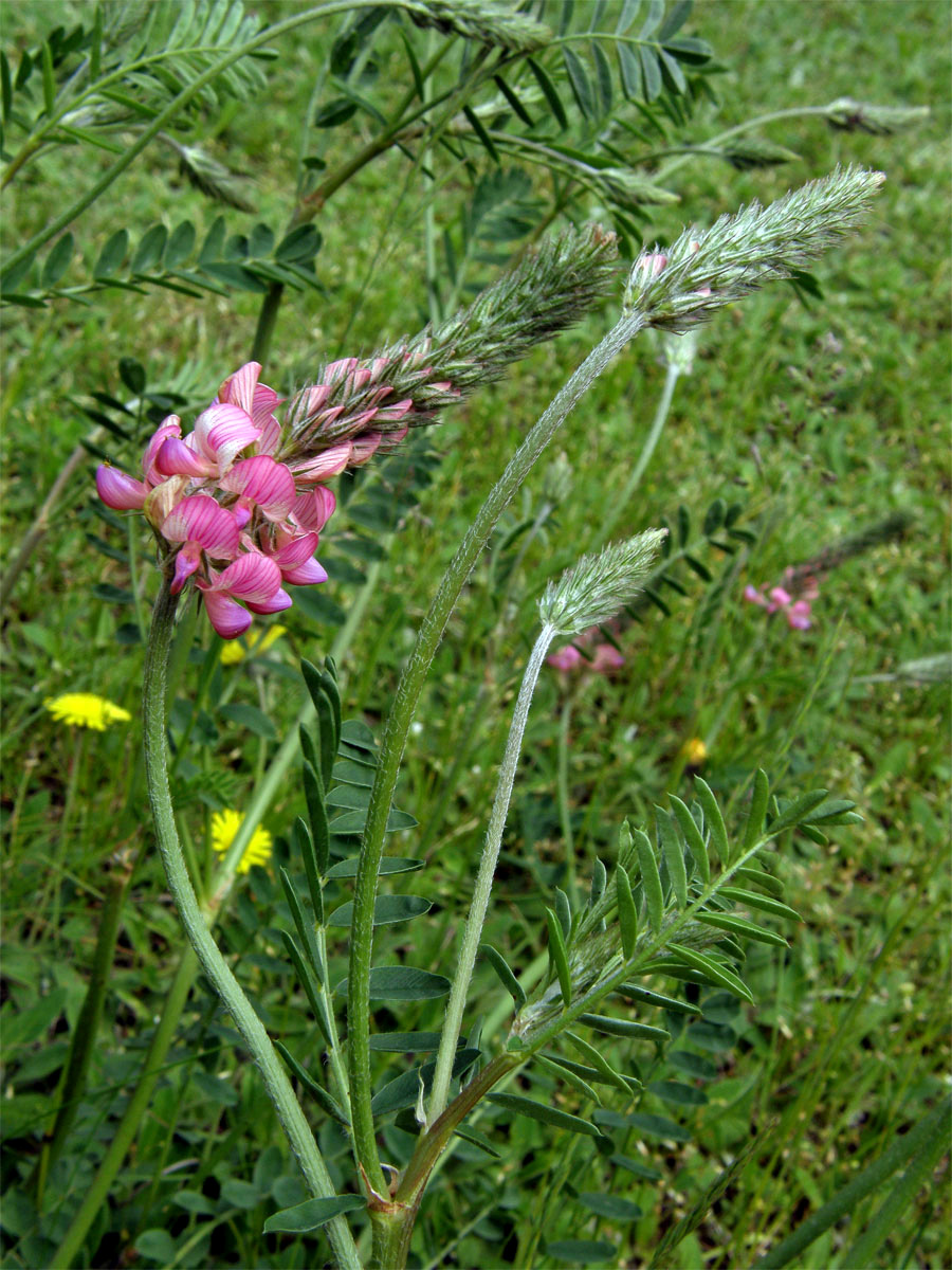 Vičenec ligrus (Onobrychis vicifolia Scop.)