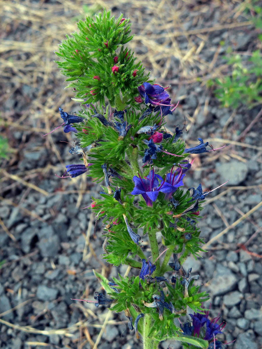 Hálky vlnovníka hadincového (Aceria echii), hadinec obecný