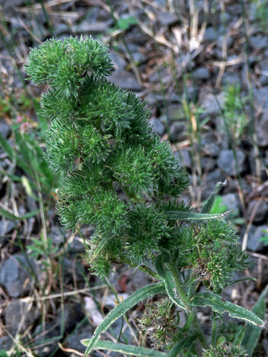 Hálky vlnovníka hadincového (Aceria echii), hadinec obecný