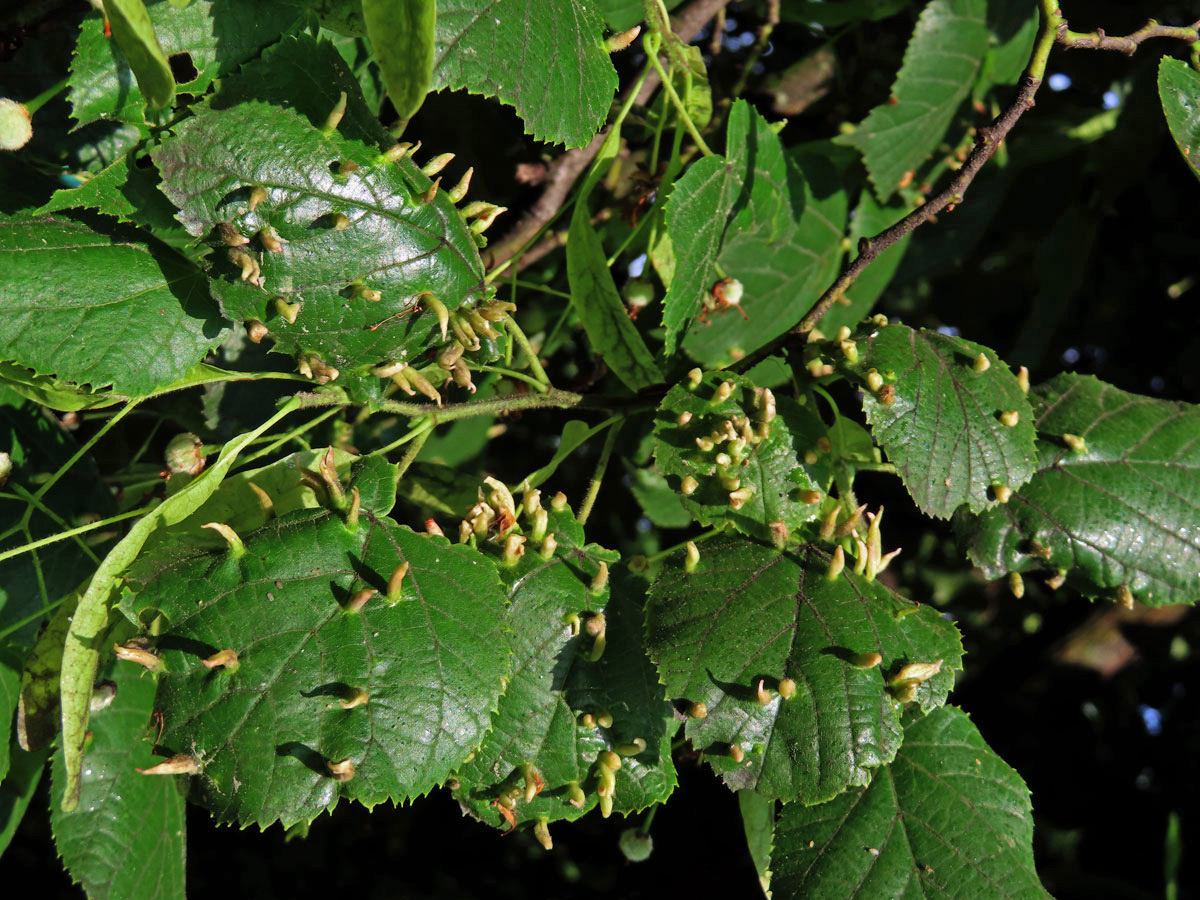 Hálky vlnovníka lipového (Eriophyes tiliae)