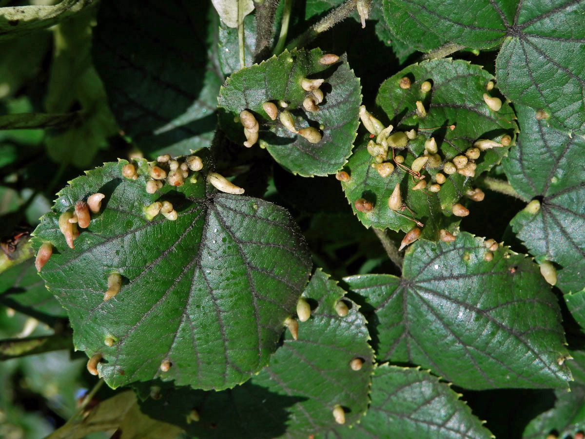 Hálky vlnovníka lipového (Eriophyes tiliae)