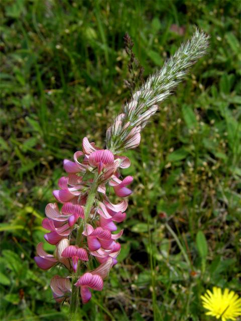 Vičenec ligrus (Onobrychis vicifolia Scop.)