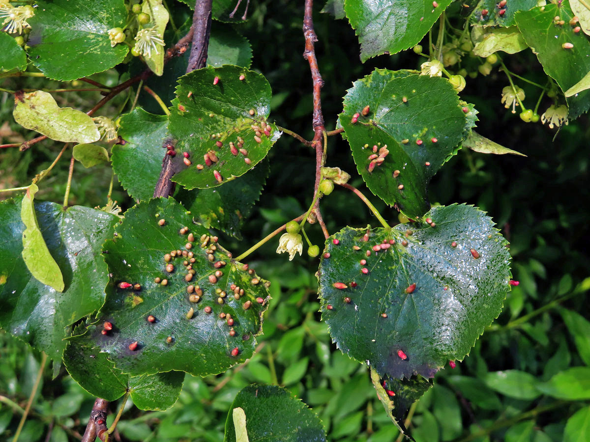 Hálky vlnovníka lipového (Eriophyes tiliae)