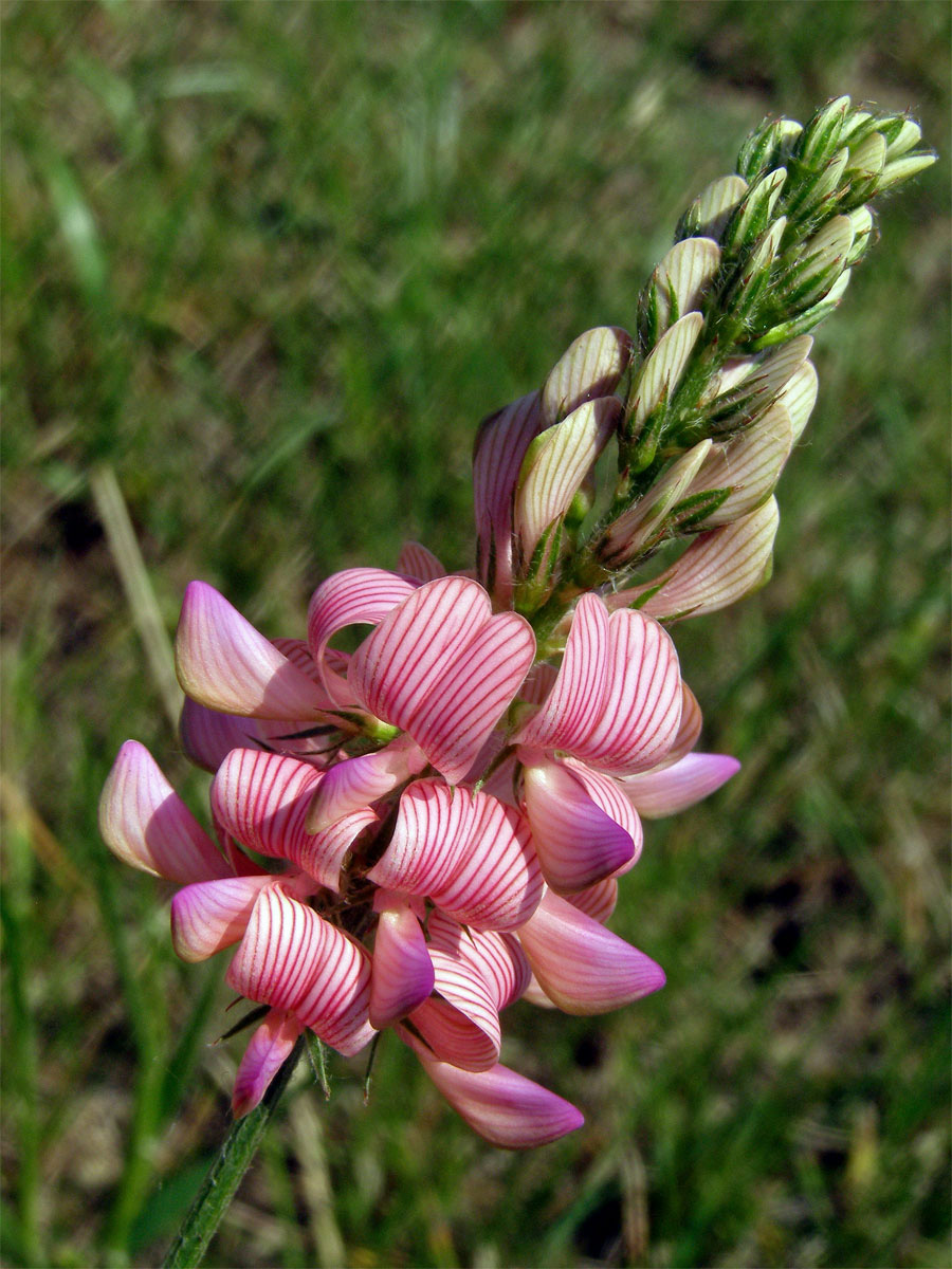 Vičenec ligrus (Onobrychis vicifolia Scop.)