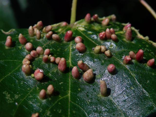 Hálky vlnovníka lipového (Eriophyes tiliae)