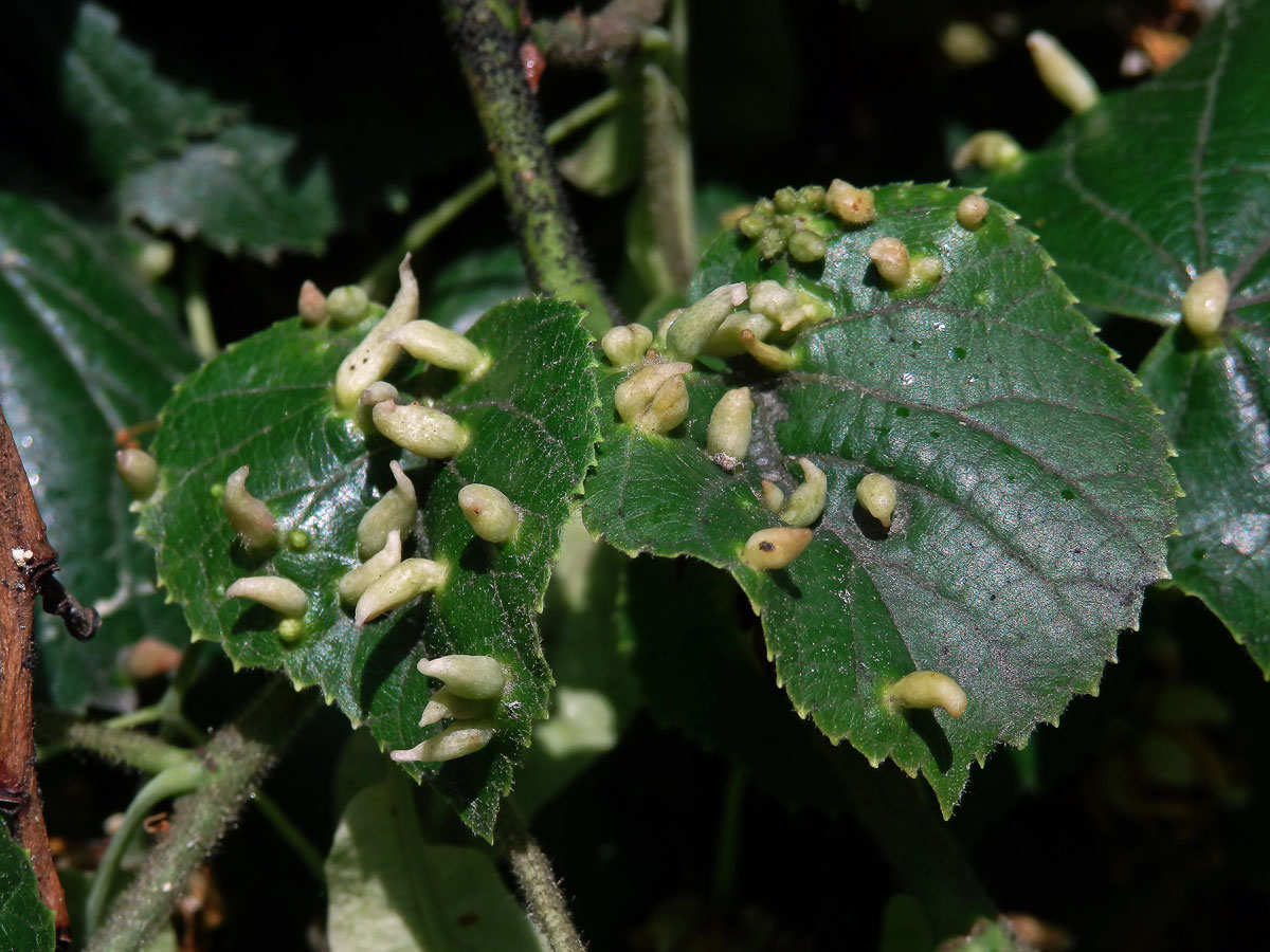 Hálky vlnovníka lipového (Eriophyes tiliae)